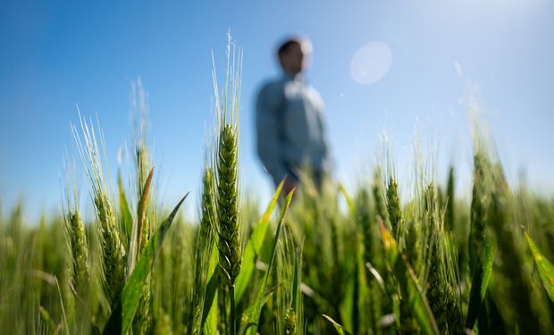 La respuesta a los cinco desafíos productivos del trigo: "Identificamos cuáles son los limitantes que tienen un impacto directo en el rendimiento"