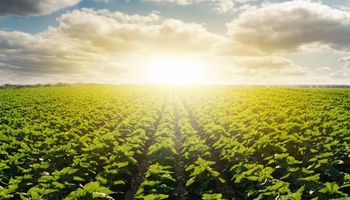 Chuva irregular e calor acima da média ligam alerta no campo em janeiro