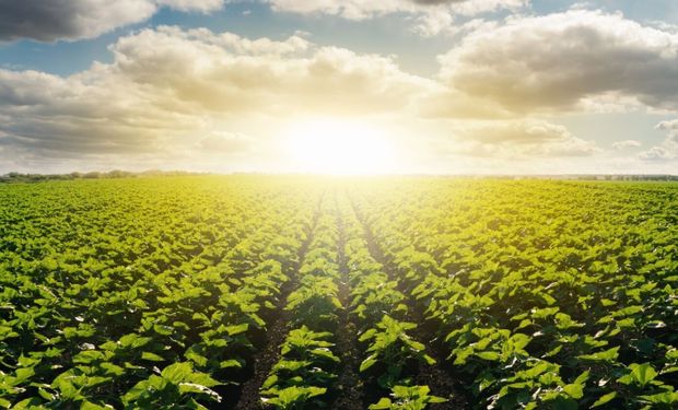 Chuva irregular e calor acima da média ligam alerta no campo em janeiro
