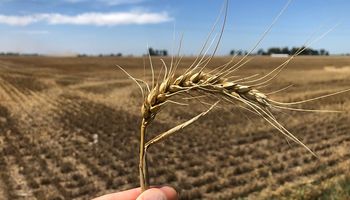 La Niña secó la primavera y parece muy poco probable que a gran escala se logre escapar de la sequia: cómo sigue el clima