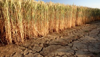 Clima sin tregua: día por día, qué puede pasar con las lluvias cuando la humedad para el trigo está en estado crítico