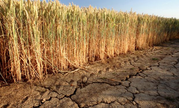 Clima sin tregua: día por día, qué puede pasar con las lluvias cuando la humedad para el trigo está en estado crítico