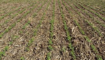 Desafíos que plantea el clima en la producción argentina