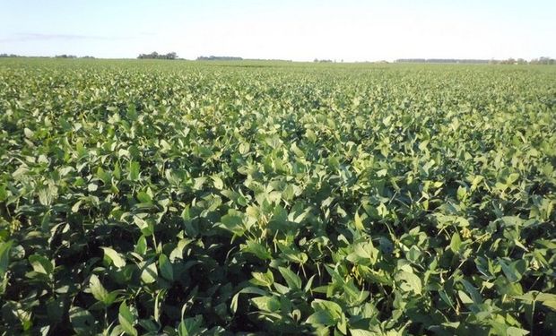 Mato Grosso cosecharía 28,5 millones de toneladas; Paraná, 17,3 millones, y Río Grande do Sul, 15 millones.