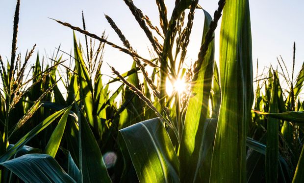 Cielos despejados: las temperaturas a partir de hoy inician una franca recuperación