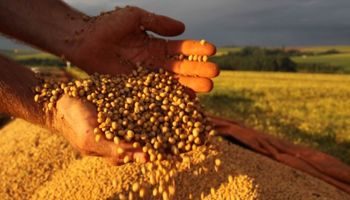 Fuertes bajas para la soja por mejora en el clima de Brasil