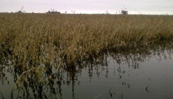 ¿Cuánta soja podría perderse este año por las lluvias?
