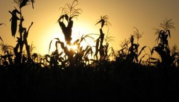 El clima durante la gruesa: ¿aliado o enemigo?