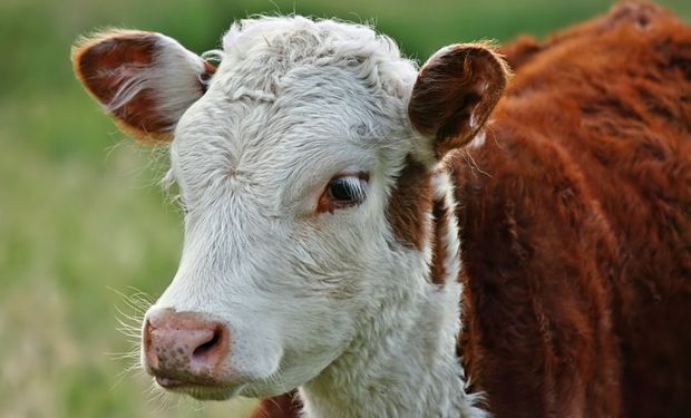 Planea construir la fábrica de animales clonados más grande del mundo.
