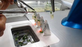 Robô faz clones de plantas em escala com alta precisão