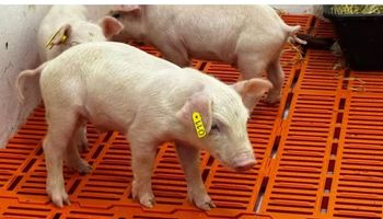 Nasce primeiro clone suíno da América Latina em SP e novos já estão a caminho