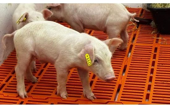 Nascimento inédito em unidade do Instituto de Zootecnia marca avanço da biotecnologia e abre caminho para pesquisas em xenotransplantes no Brasil