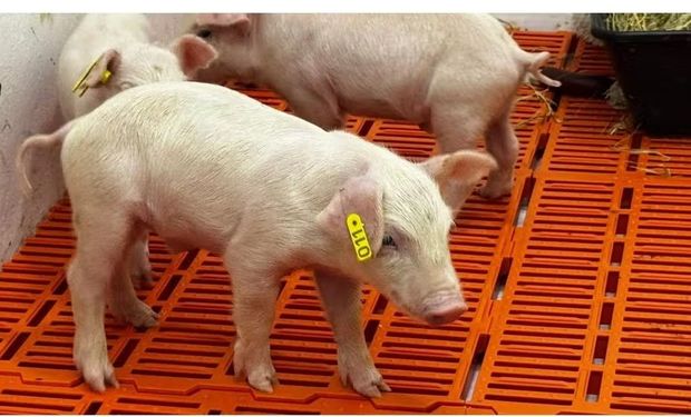 Nasce primeiro clone suíno da América Latina em SP e novos já estão a caminho