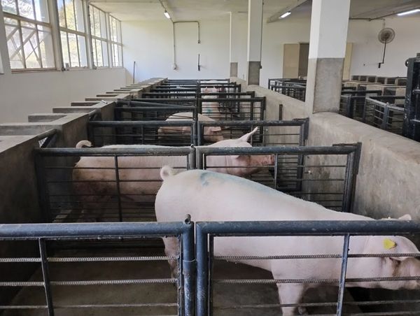 Clone suíno inédito nasce em SP e avança pesquisa