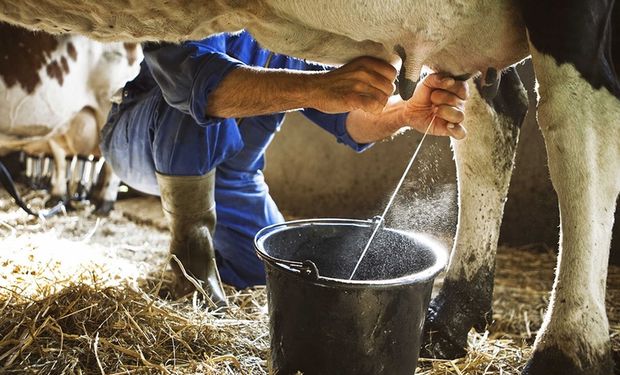 CNA alerta para crise do leite e volta a cobrar antidumping: “é a única saída”