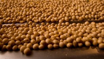 CNA vai ao STF contra decisão que suspende ações sobre a Moratória da Soja