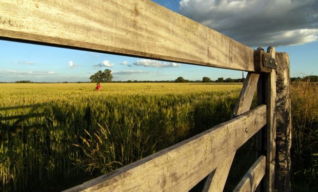 Días muy favorables para recuperar el atraso de cosecha: ¿Hay un escenario positivo también para el trigo?