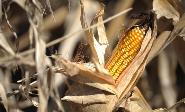 Las últimas novedades para cubrir el riesgo agropecuario, en una campaña gruesa marcada por el clima y la tecnología