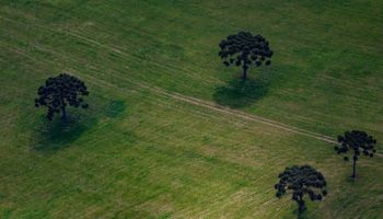 Justiça mantém aplicação do Código Florestal no Paraná