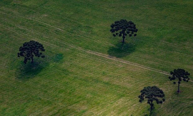 Justiça mantém aplicação do Código Florestal no Paraná
