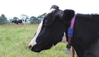 Agtech faz vacas “falarem” e arrecada R$ 5,9 milhões em investimento