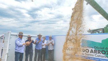 Santa Catarina abre colheita do arroz da safra 2022/2023