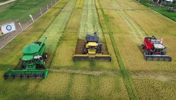 Arroz já colhido supera consumo anual do país