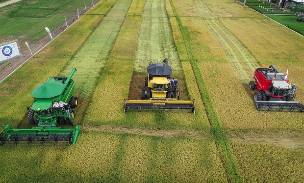 Arroz já colhido supera consumo anual do país