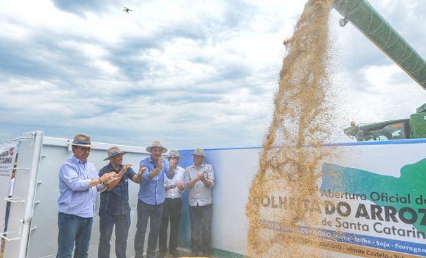 Estado comemora ser referência no cultivo. (foto - Agricultura-SC)