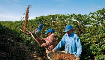 Cafés arábica e robusta mostram recuperação de preços 