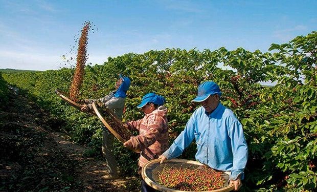 Café conilon: colheita e preparo