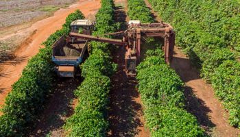 Cooxupé: conheça a história da maior produtora de café do mundo