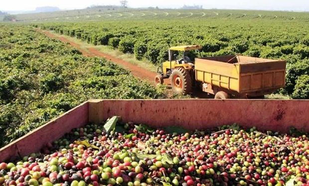 O mercado físico brasileiro de café deve ter uma véspera de feriado lenta nos negócios. (foto - CNA)