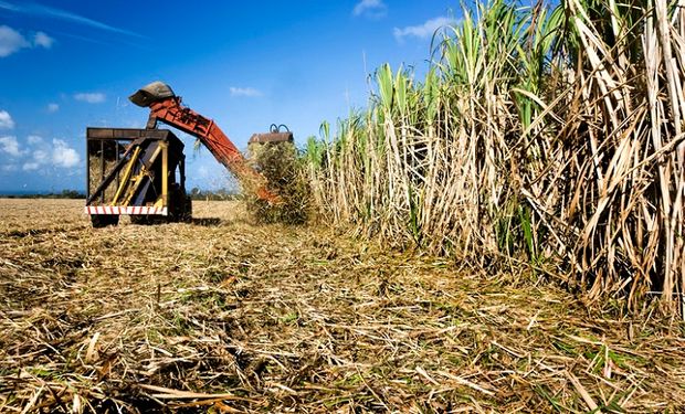 Produção de cana-de-açúcar deve crescer 3,2% na safra 22/23