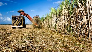 Moagem de cana-de-açúcar cai 11,6% no acumulado da safra