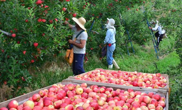 Colheita de maça em Santa Catarina, maior produtor nacional da fruta. (foto - Epagri-SC)