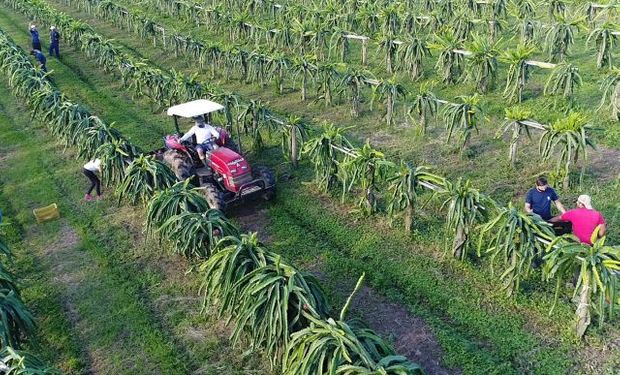 Pitaya: produção aumenta 75% em Santa Catarina