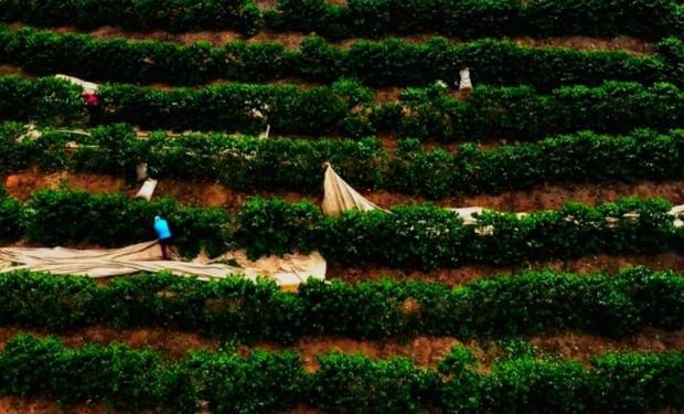 Proposta é suspender benefícios do Bolsa Família, durante a colheita, mas manter cadastros ativos. (foto - CNC)