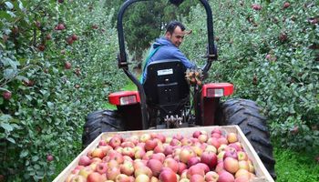 Safra de maçã em SC encerra com produção quase 24% menor em 2024