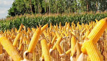 Milho recua com pressão de compradores e queda chega a quase 5% em abril