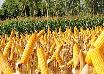 Milho recua com pressão de compradores e queda chega a quase 5% em abril