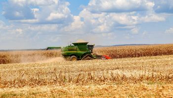 Início de colheita em Mato Grosso e Paraná pressiona preços do milho