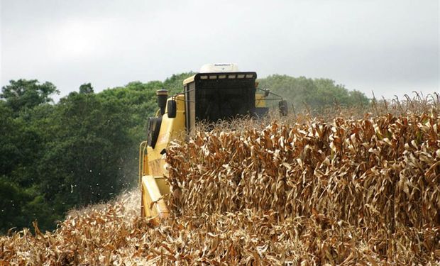 Estiman mayor producción de maíz en Brasil