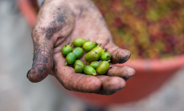 Colheita de café robusta começa a ganhar ritmo no Brasil