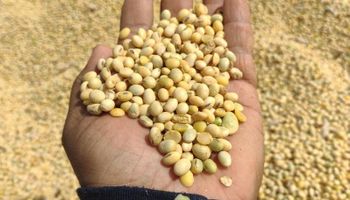 Soja sente o peso do câmbio e safra recorde derruba preços no Brasil