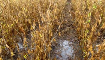 Excesso de chuva trava colheita da soja em Mato Grosso e ameaça a safra
