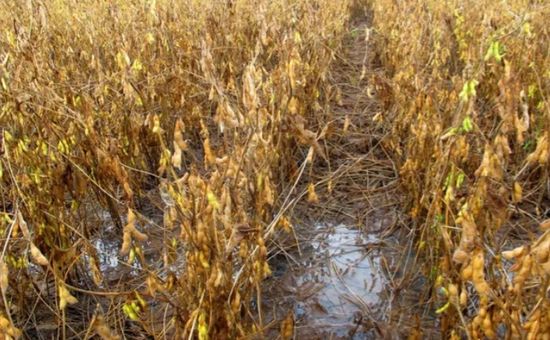 Volumes acima da média histórica no norte do estado mantêm solo encharcado, reduzem janela de colheita e elevam risco de perdas na soja e atraso na segunda safra.