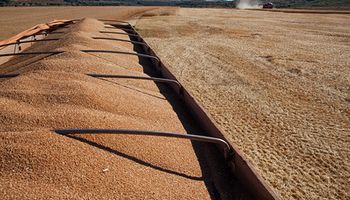Moinhos brasileiros processaram 12,6 milhões de toneladas de trigo em 2022, diz Abitrigo