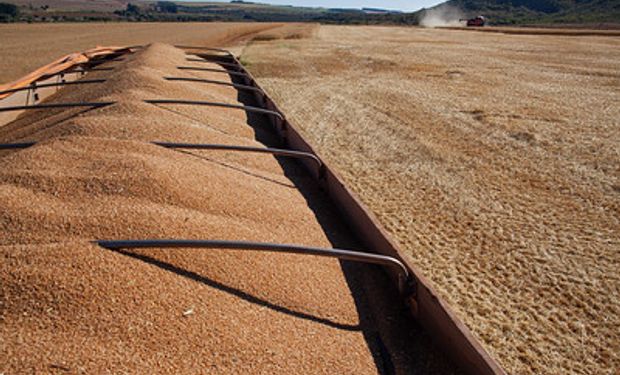 Moinhos brasileiros processaram 12,6 milhões de toneladas de trigo em 2022, diz Abitrigo