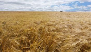 Colheita da cevada inicia com alta qualidade no Rio Grande do Sul